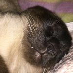 Laura Mc Garrity - @stormie_lilly_the_cat - Instagram