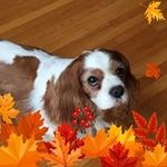 Laura Cascio Gresham - @gresham3621 - Instagram