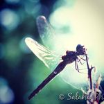 Sandra & Laura Hamann - @salaha_photography - Instagram