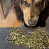 lauraharbour7 - @foundationk9equineherbs - TikTok