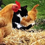 Laura/ Hare Creek Homestead - @harecreekhomestead - Instagram