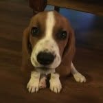 Laura Haslam - @ingloriousbassets - Instagram