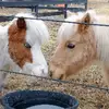 Laura Holt-Haslam - @riverpony_author - TikTok