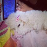 ľăů ibąŕřã - @lauraheidertupapi - Instagram