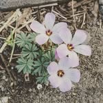 Laura Hernon - @yourgardenmom - Instagram