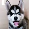Laura Hollenmann - @laura.hollenmann - TikTok