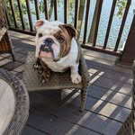 Laura Hunsinger - @seven.bulldog - Instagram