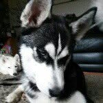 Laura Mcardle - @laura_huskymad_mc - Instagram
