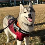 とっちー - @tocchy.laura_husky - Instagram