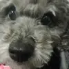 Laura Iannuzzi - @laura.iannuzzi - TikTok