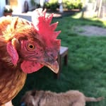 Laura.The.Chicken - @laura.the.chicken - Instagram