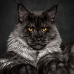 Laura & Ignacio - @mainecoonventures - Instagram