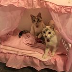 Laura Ireland - @mollyanddolly_theragdollsistas - Instagram