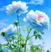 Laura Jacinto - Facebook