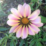 Laura Jasper - @morgami8 - Instagram