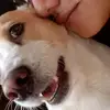 Laura ♡ & Kale 🐶 - @laura.y.kale - TikTok