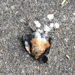 birds69 - @laurakarnstein69 - Instagram