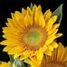 Laura Tillman Ketner - Facebook