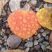 Laura Kett - Facebook