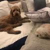 laurakiff - @honeyandlou - TikTok
