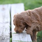Laura Kinser - @wicket_the_gdoodle - Instagram