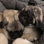 Laura Klug - @grumble_of_joy - Instagram