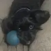 LauraKlumpp - @cocofluffmom - TikTok
