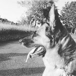 Laura Dogwalker Konz - @lauradogwalkerk - Instagram
