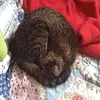 laura - @lauracoolkopf - TikTok