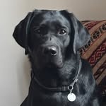 Laura | Black Labrador - @laura.labrador_retriever - Instagram