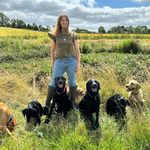 Laura Ludlow - @lauralabradors - Instagram