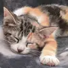 Laura Lami - @laura.lami3 - TikTok