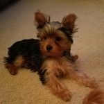 Laura Lamm - @lammchop62 - Instagram
