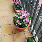 lauralasala - @lauralasala7 - Instagram