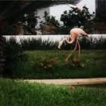 Laura Laymon - @bloomfieldflamingo - Instagram