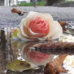 Laura Lechner - @lechner9798 - Instagram