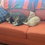 Laura Lemire Burgwin - @lburgwin - Instagram