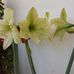 Laura Lenzu - Facebook