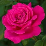 Laura Lezama - Facebook