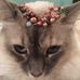Laura Lingle Studio - Facebook