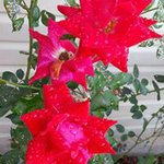 Laura Cooper Littrell - @laura1littrell - Instagram