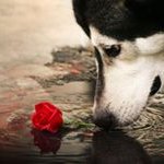 Laura Balogh - @laura_lush_life - Instagram