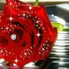 Laura Flores Torrez - @lauraamadeo - TikTok