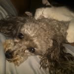 Laura Caffarelli Mallozzi - @tia4evva - Instagram