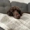 Lauramandie - @lauramandie - TikTok