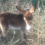 Laura Mangini - @laura391962 - Instagram