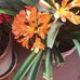 Laura Mangini - Facebook