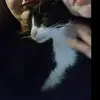 lauramaples31 - @laura.maples6 - TikTok