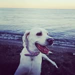 Laura Mazzella - @mazzellal - Instagram