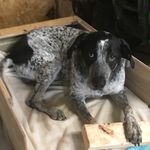 Laura McCammon - @dozerrozer - Instagram